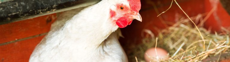 The Best Egg-Laying Chickens for Your Coop and Homestead