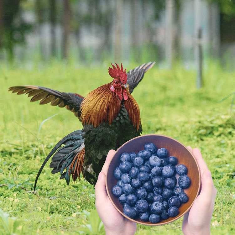 Can Chicken Eat Blueberries - How to Feed Blueberries to Chickens