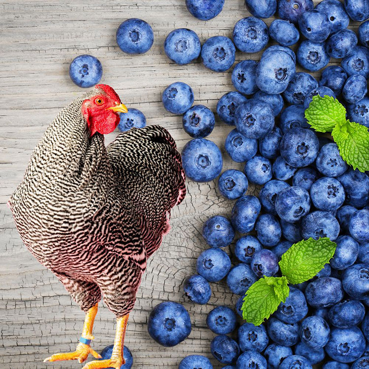 Can Chicken Eat Blueberries - Nutritional Benefits of Blueberries for Chicken