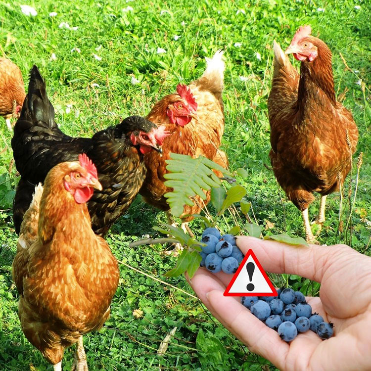 Can Chicken Eat Blueberries - Potential Risks of Feeding Your Chickens Blueberries