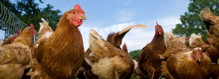 Can Chickens Eat Bananas? A Comprehensive Guide to Feeding Your Flock