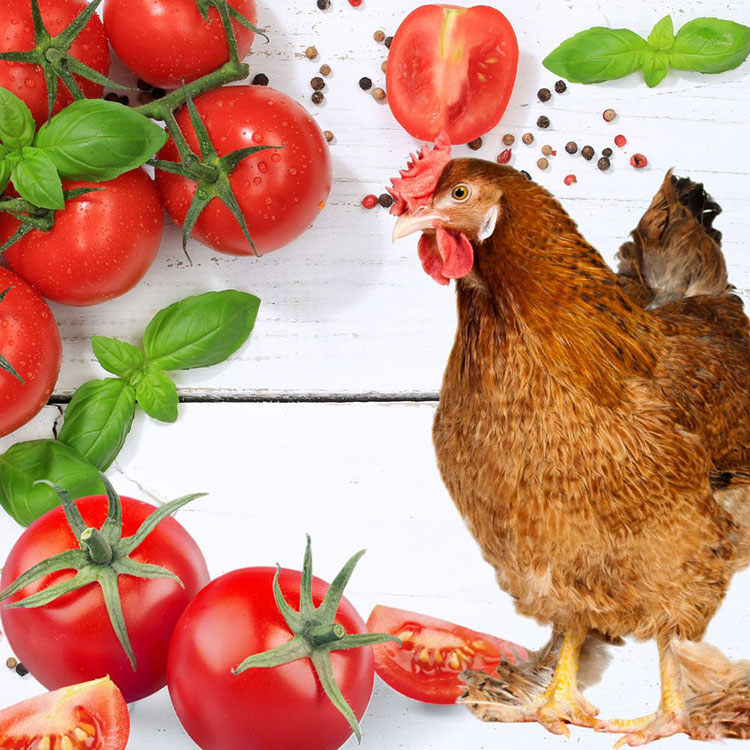 Can Chickens Eat Grapes - Benefits of Feeding Tomato to Your Chickens