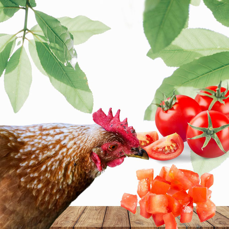 Can Chickens Eat Grapes - Dice the Tomatoes