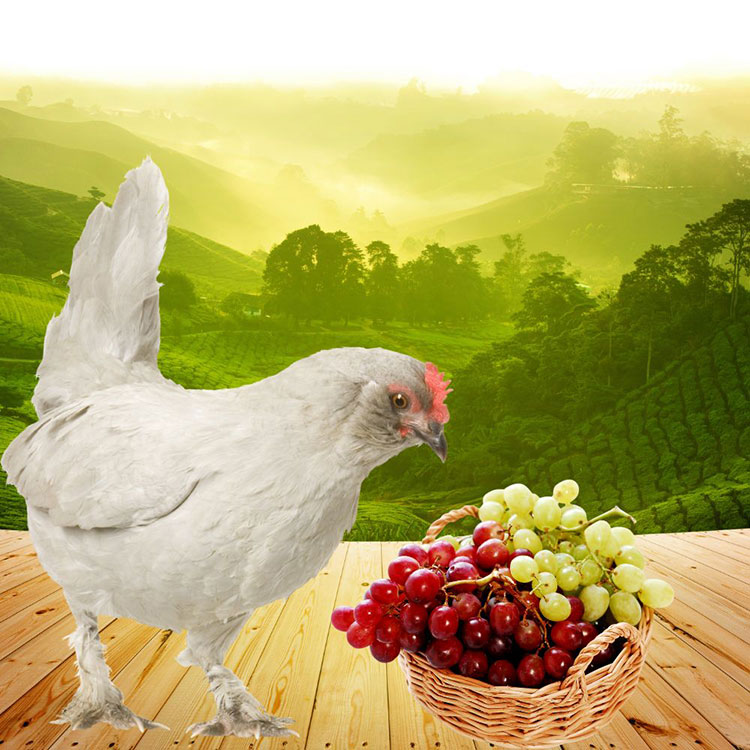 Can Chickens Eat Grapes - How to Feed Grapes to Chickens