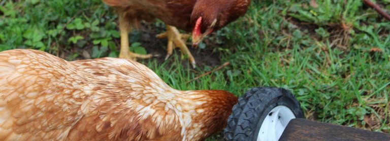 Can Chickens Eat Tomatoes? Exploring the Safety and Benefits for Your Flock