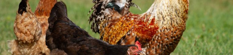 Chicken Vs. Rooster Vs. Hen: How to Tell Them Apart and What Makes Each One Unique