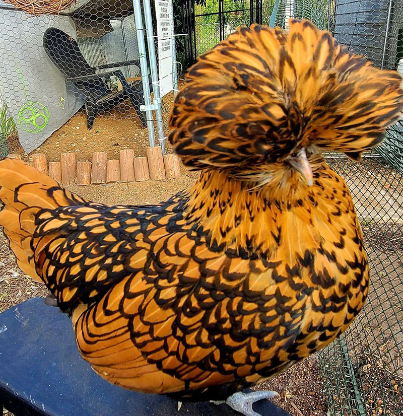Chicken with Fluffy Head - Polish