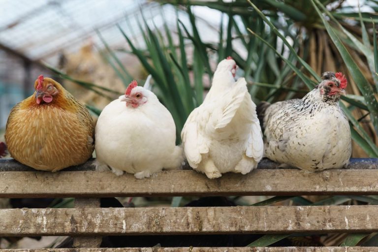 Feather Loss in Chickens: Causes, Solutions, and Prevention Tips for Healthy Flocks