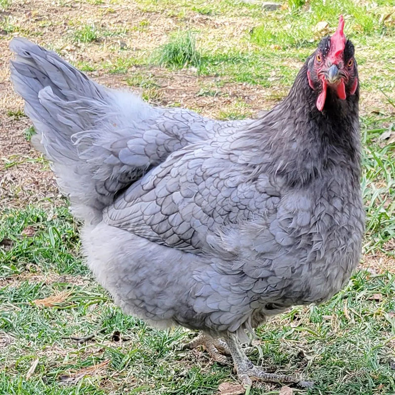 Egg-Laying Chickens - Blue Plymouth Rock