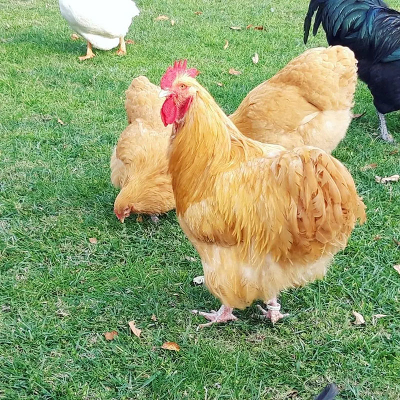 Egg-Laying Chickens - Orpington