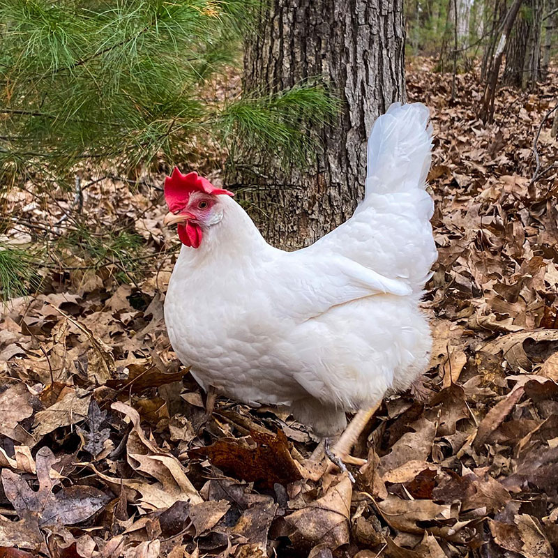 Egg-Laying Chickens - White Leghorn