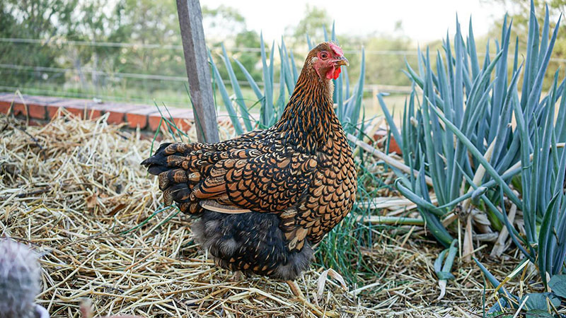 Egg-Laying Chickens - Wyandotte
