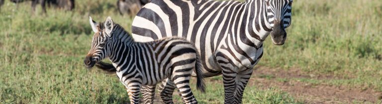 How Much Does a Zebra Cost? Unraveling the Expenses Involved in Owning This Striking Creature
