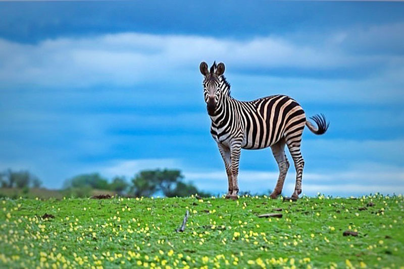 How Much Are Zebras - Plains Zebra
