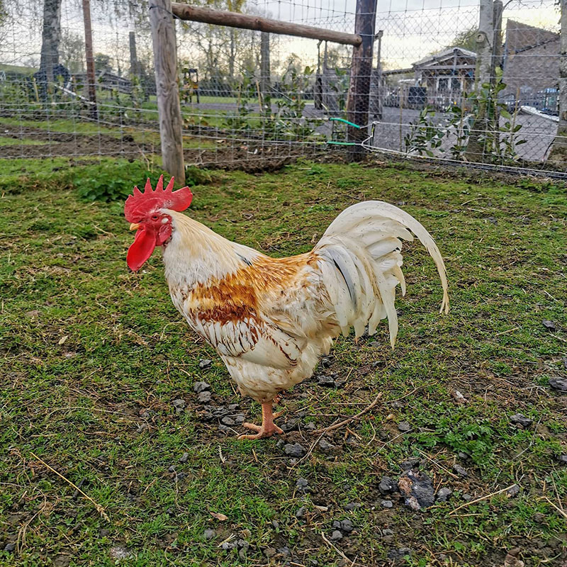 How Much Do Roosters Cost - How Much Does a Cockerel Cost