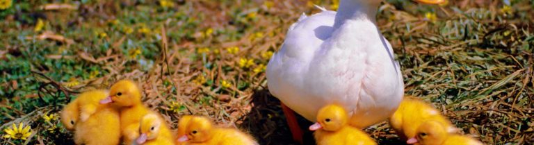 How Much Does a Duck Cost? A Comprehensive Breakdown of Prices and Expenses for Duck Ownership