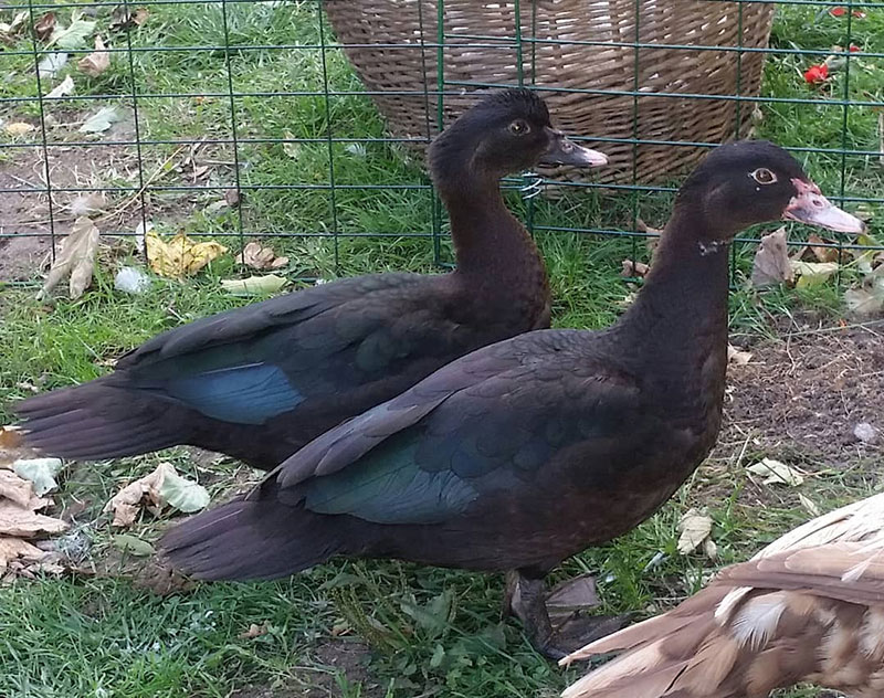 How Much Is A Duck - Black Muscovy Duck