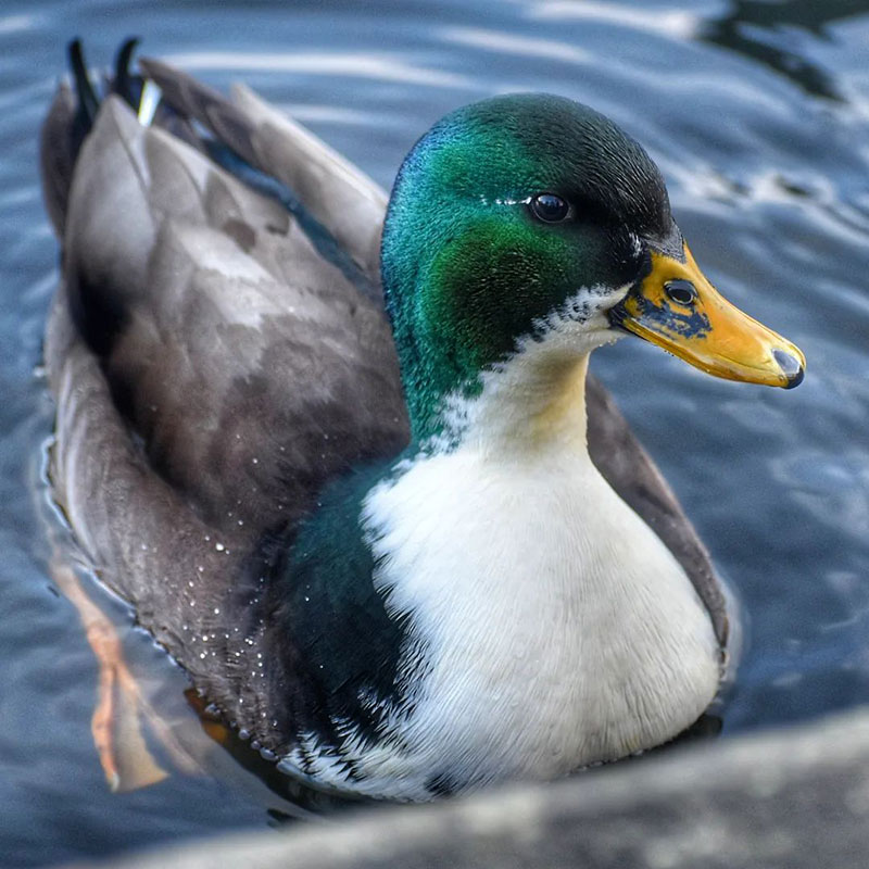 How Much Is A Duck - Duclair Duck