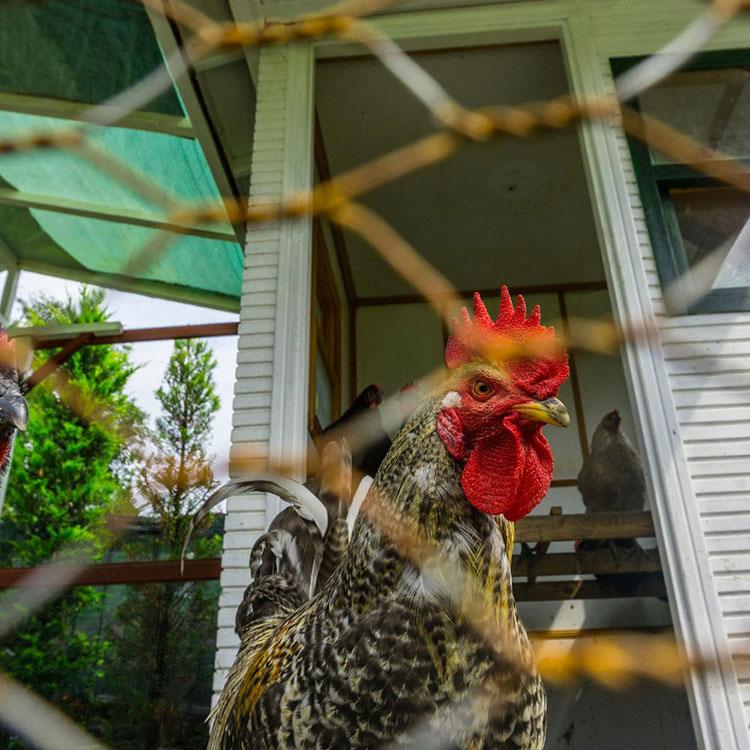How Much Space Do Chickens Need - Things to Consider When Choosing Living Space for Chickens