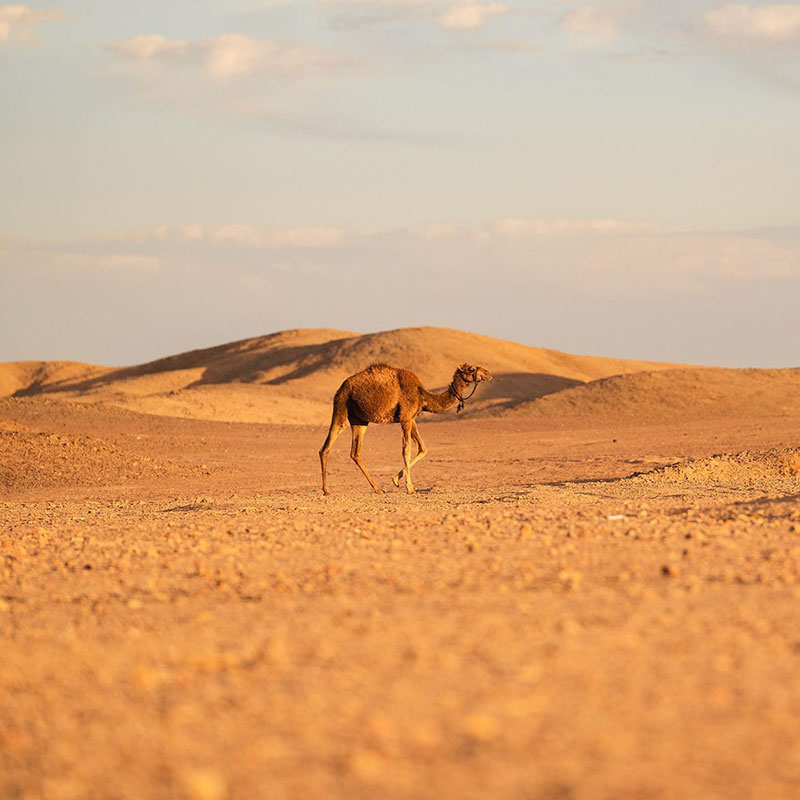 How Much is a Camel - Cost of a Camel by Country