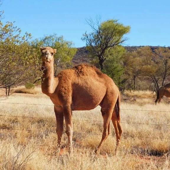 How Much is a Camel - How Much is a Camel in Australia