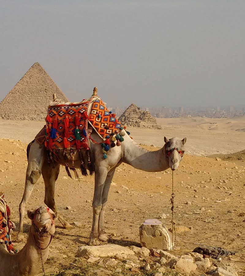 How Much is a Camel - How Much is a Camel in Egypt