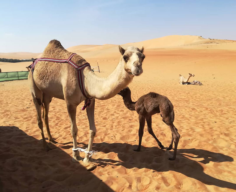 How Much is a Camel - How Much is a Camel in the United Arab Emirates