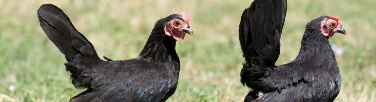 Discover the World’s Rarest Chicken Breeds: Unveiling Unique Feathered Gems in Poultry
