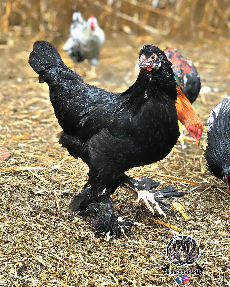 Rarest Chicken Breeds - Breda Fowl
