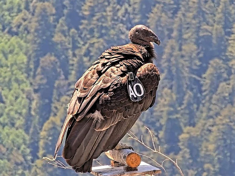 Birds with the Biggest Wingspan - California Condor
