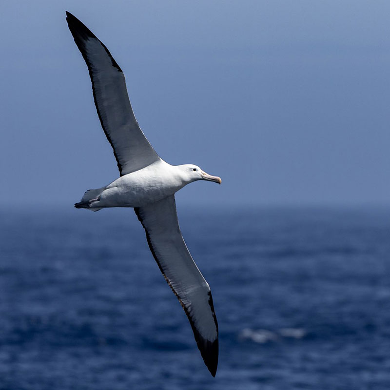 Birds with the Biggest Wingspan - Northern Royal Albatross