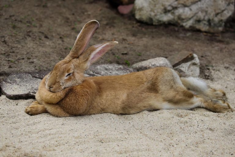 Flemish Giant Rabbit Lifespan: Discover the Life Expectancy and Factors Influencing the Longevity of This Gentle Giant Breed