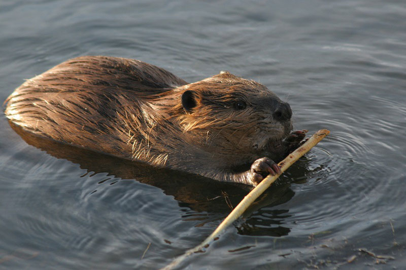 Groundhog-Like Animals - Beavers