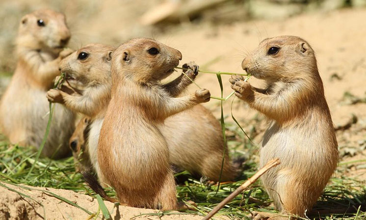 Groundhog-Like Animals - Prairie Dogs