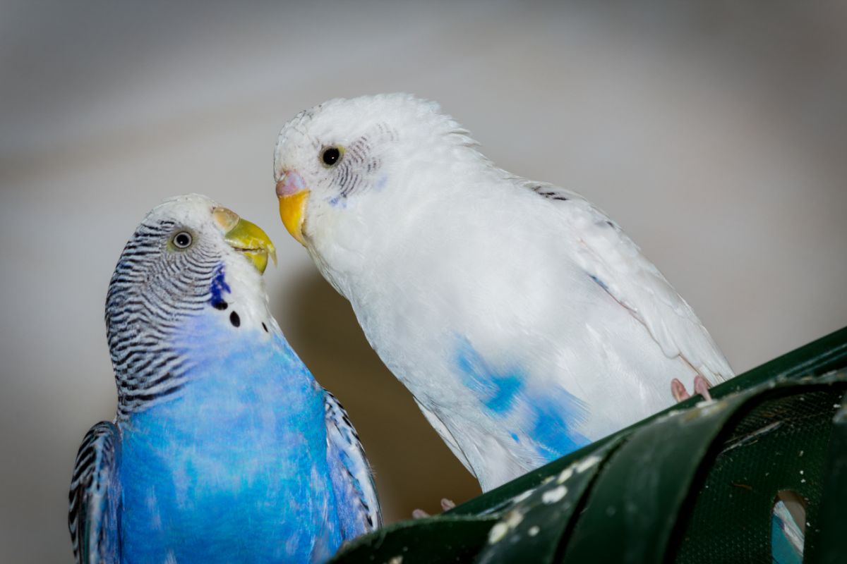 How Long Can Parakeets Go Without Food?