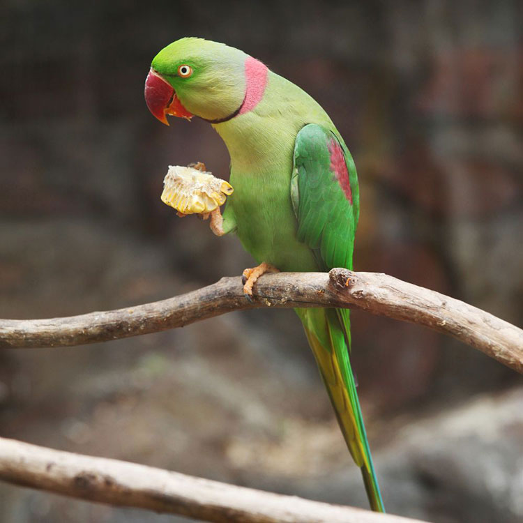 How Long Can Parakeets Go Without Food - How Many Times a Day Should a Parakeet Eat