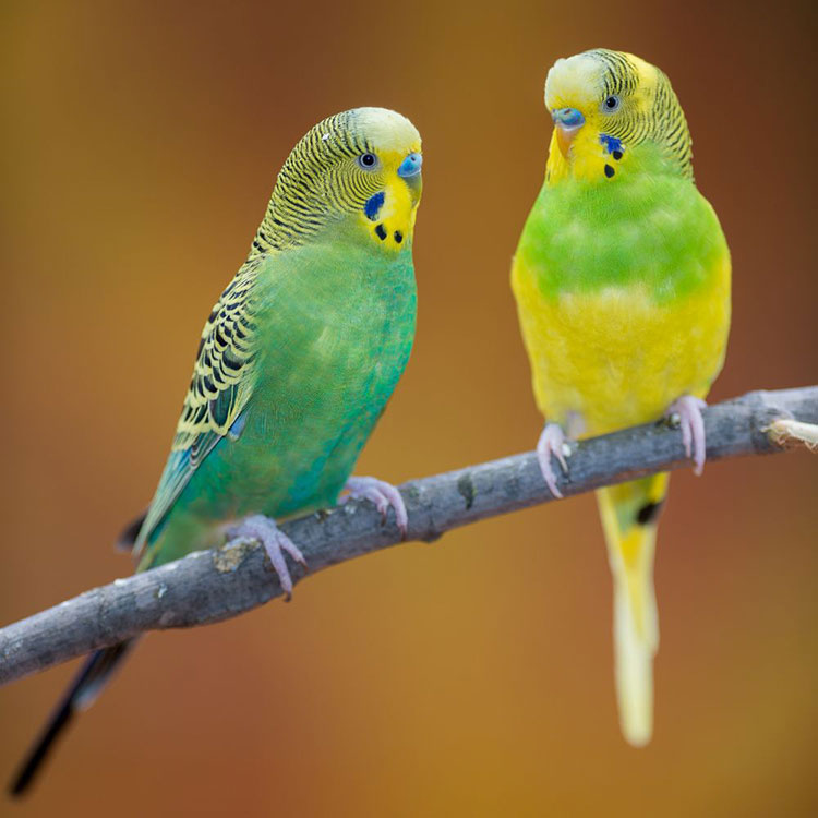 How Long Can Parakeets Go Without Food - What to Do If Parakeets Stop Eating