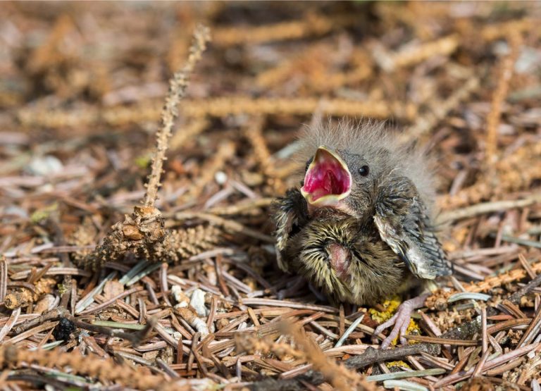 What to Feed Baby Birds: A Comprehensive Guide for Optimal Nutrition and Car