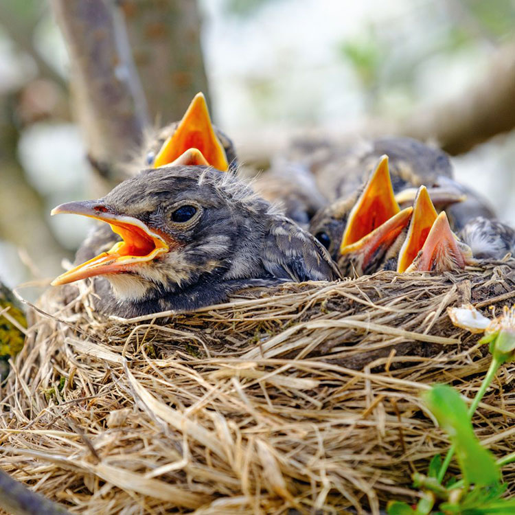 What To Feed Baby Birds - Should You Feed These Baby Birds in the First Place