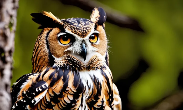 Are Birds Afraid Of Owls? A Detailed Look At The Relationship Between Birds And Owls
