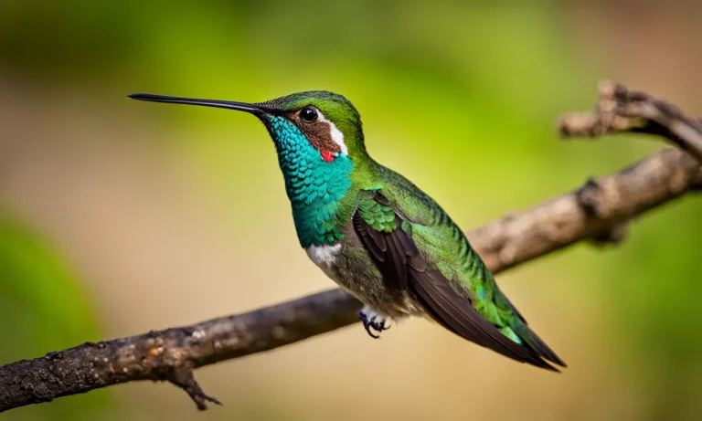 The Short Yet Fast-Paced Lifespan Of Hummingbirds