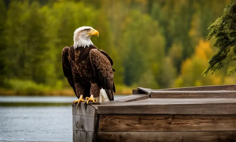 Bald Eagle Next To A Person: Understanding The Size Difference