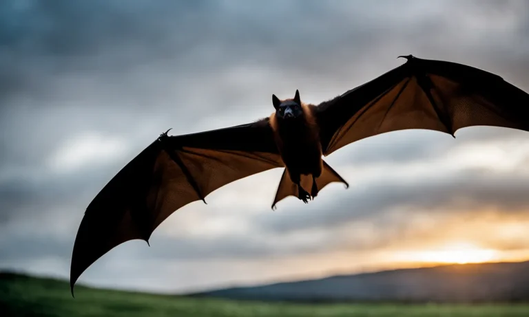 Bat Wings Vs Bird Wings: A Detailed Comparison