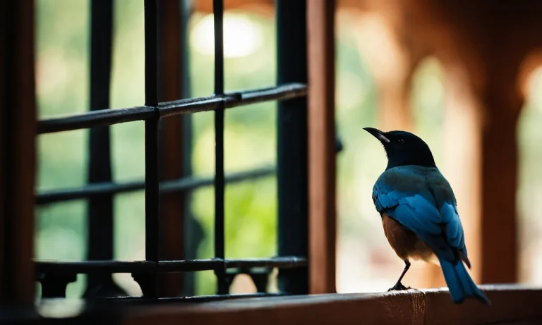 Bird Knocking On Window In Islam: Meaning And Significance