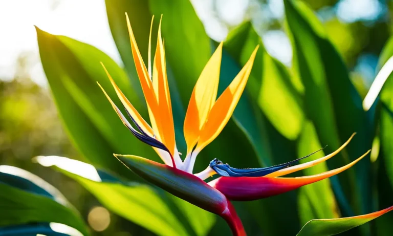 Why Bird Of Paradise Leaves Curl In The Sun And What To Do