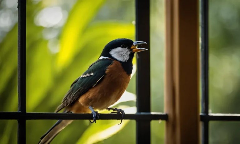 What Does It Mean When A Bird Taps Or Pecks At Your Window?