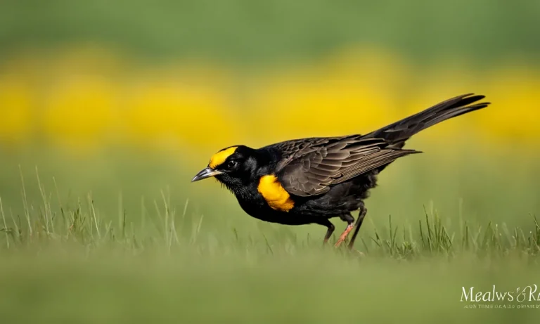 Identifying The Black Bird With A Long Yellow Beak
