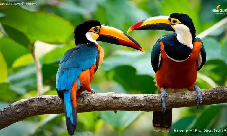 Blue And Orange Birds With Long Beaks: A Spotter’S Guide