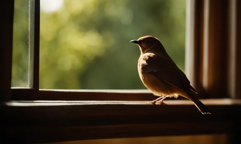 What Does It Mean When A Brown Bird Flies In Your House?