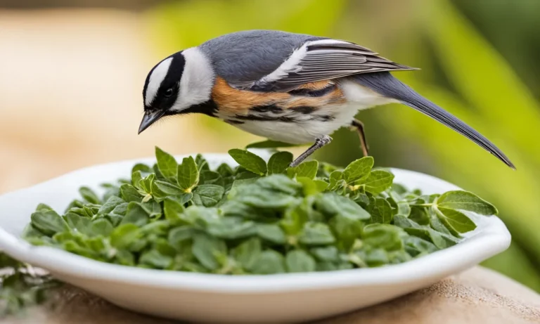 Can Birds Eat Chia Seeds? A Detailed Guide For Bird Owners